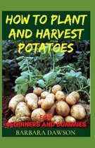 How to Plant and Harvest Potatoes for Beginners and Dummies