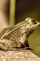 Grenouille Amphibien Carnet de notes: Journal A5 lign� original de 119 pages- Une belle id�e de cadeau pour les amoureux des animaux
