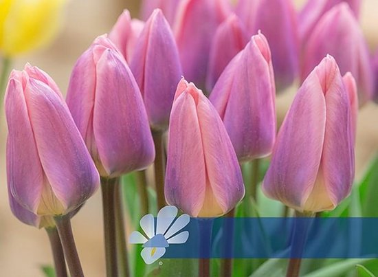 25 Tulpenbollen Light and dreamy - Bloembollen - Tulpen - Bollen - Bulbs - Tulip - Flowerbulbs - Flowers - Tuin tulpen - Bloemen
