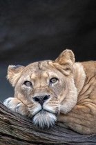 Resting Lioness Journal: 150 Page Lined Notebook/Diary