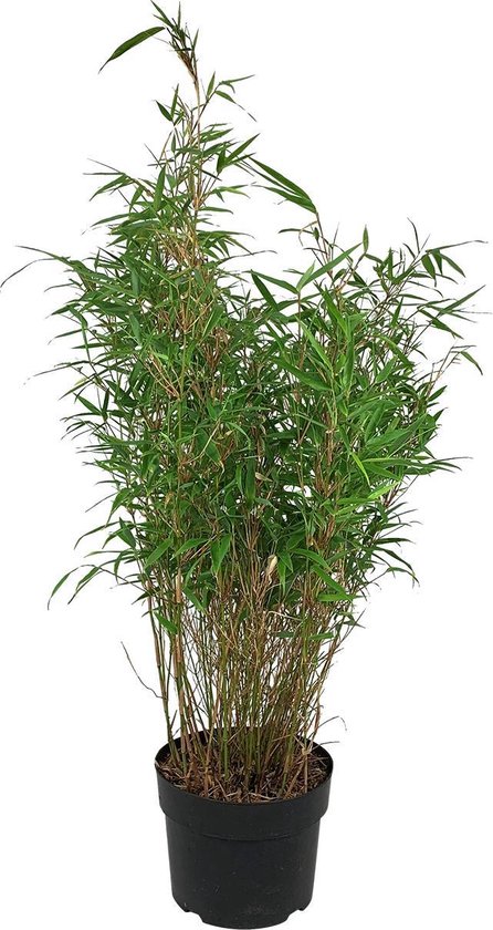 Bamboe Fargesia 'Rufa' (Niet woekerend) - ↑80 - 100 cm in pot | bol.com