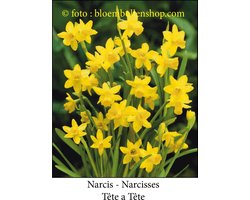 Narcis - Narcissus - Tête à Tête - Bio - Botanische narcis - 15 bollen