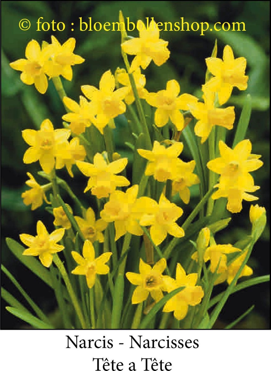 Narcis - Narcissus - Tête à Tête - Bio - Botanische narcis - 15 bollen
