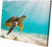 Zee schildpad | 60 x 40 CM | Wanddecoratie | Dieren op canvas |Schilderij | Canvasdoek | Schilderij op canvas
