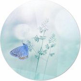 Vlinder| 70 x 70 CM | Dieren op plexiglas | Wanddecoratie | Dieren Schilderij | 5 mm dik Plexiglas muurcirckel