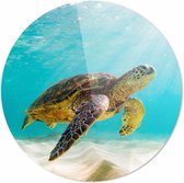 Zee schildpad| 140 x 140 CM | Dieren op plexiglas | Wanddecoratie | Dieren Schilderij | 5 mm dik Plexiglas muurcirckel