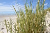 Fotobehang helmgras in de duinen van Ameland 250 x 260 cm