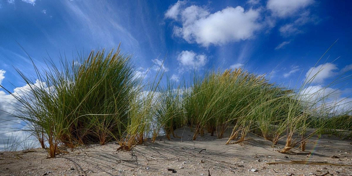 Fotobehang duinen helmgras tegen blauwe lucht 250 x 260 cm - € 175,--