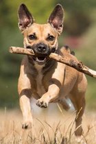 Be As Happy As A Dog with a Stick Journal: 150 Page Lined Notebook/Diary