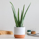 Find the perfect Aloe Vera for you Find the perfect Aloe Vera for you