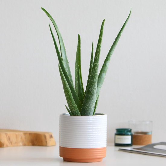 Aloe vera plant inclusief pot