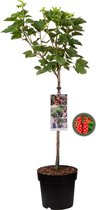 Rode Aalbes op stam - Ribes rubrum “Jonkheer van Tets” Red - 85cm