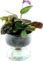 Luchtzuiverende kamerplant met water onderin LOFE-Soil Jewel-Cirkle Purple