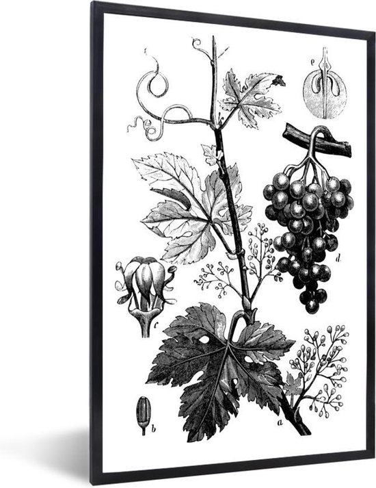 Photo en cadre - Une illustration d'une grappe de raisin sur la vigne ...