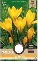 Crocus Yellow Mammouth 8/9 10st