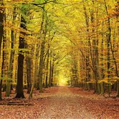 Tuinposter| Wandelpad Omringd Door Bomen Met Herfstkleuren 100cm X 100cm – Tuinposter Voor Buiten / Buitencanvas/ Spandoek / Tuinschilderij (tuindecoratie) + Ringen Om De 50cm