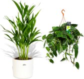 Planten combipakket - 1x Areca Palm incl. ELHO sierpot wit - 1x Hangplant Scandens -  30-55 cm