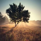 Tuinposter| Zonlicht Over Droog Gebied 100cm X 100cm – Tuinposter Voor Buiten / Buitencanvas/ Spandoek / Tuinschilderij (tuindecoratie) + Ringen Om De 50cm