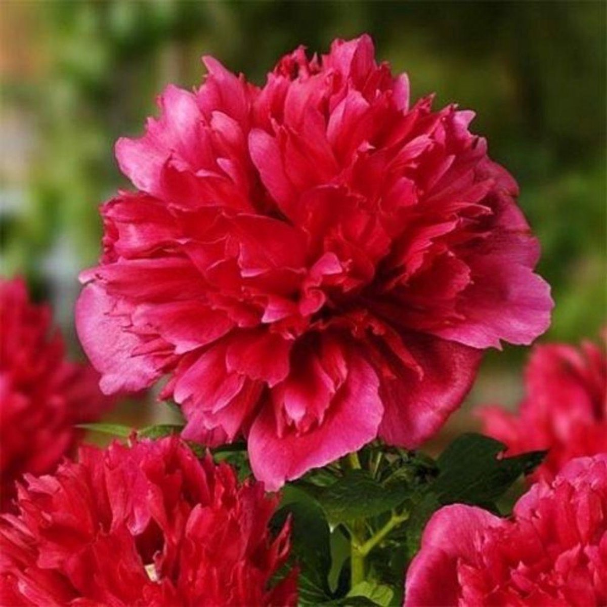 Dutch Bulbs Pioenroos - Red Passion - Tuinplant - 1 stuk - Rood - Buitenplanten Winterhard