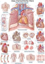 Het menselijk lichaam - anatomie poster hart (Duits/Engels, papier, 50x70 cm) + ophangsysteem