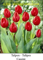 tulp Cassini 25 bollen maat 12/+ tulpen bloembollen