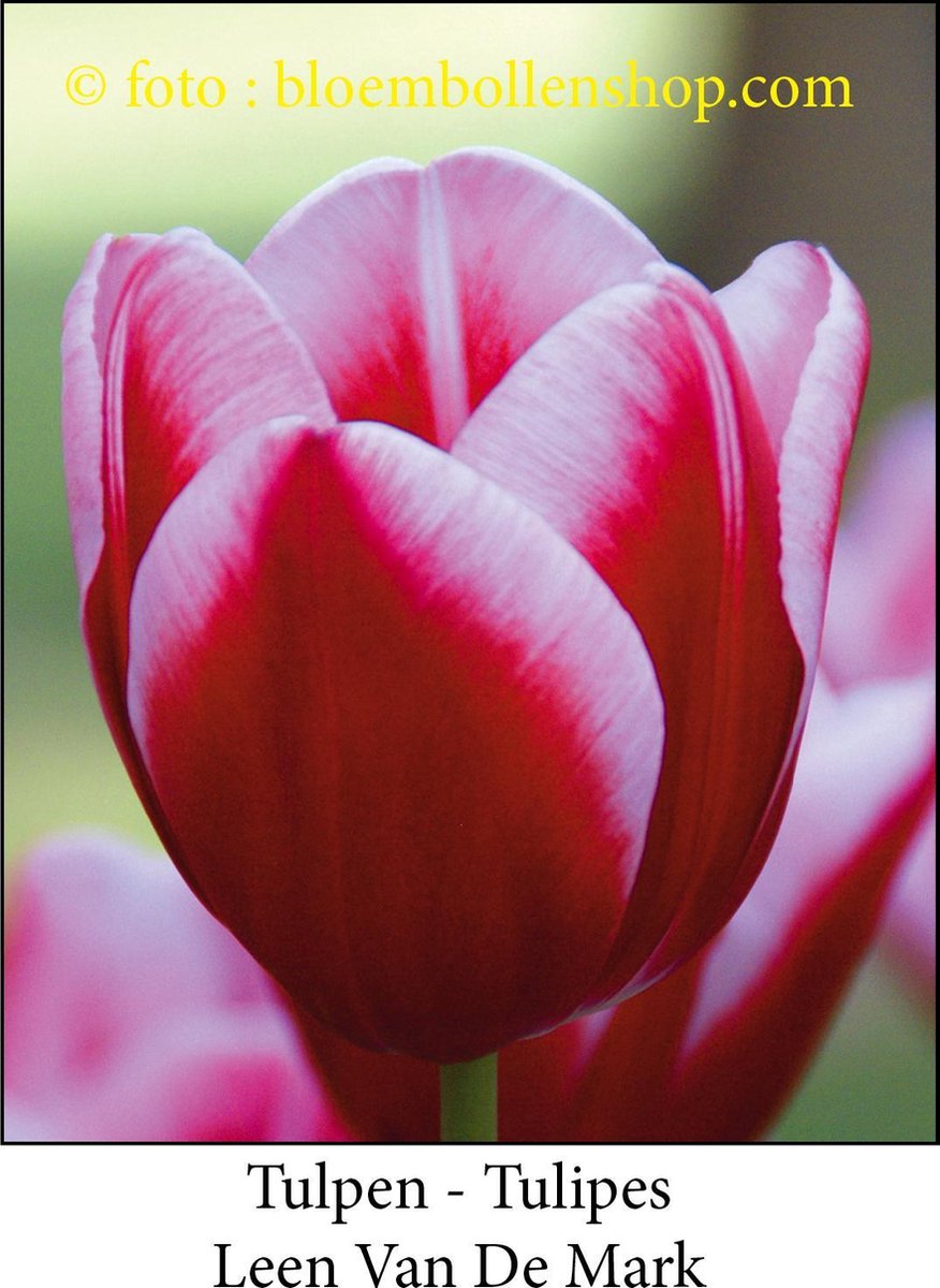 tulp Leen Van Der Mark 25 bollen maat 12/+ tulpen bloembollen