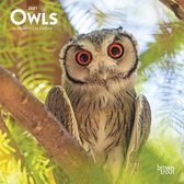Owls 2021 Mini 7x7
