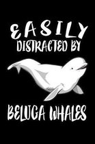 Easily Distracted By Beluga Whales