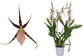 Orchidee van Botanicly – Spinnen Orchidee – Hoogte: 60 cm, 3 takken – Brassia Shelob