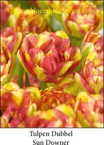 tulp Sundowner 25 bollen maat 11/+ tulpen - bloembollen