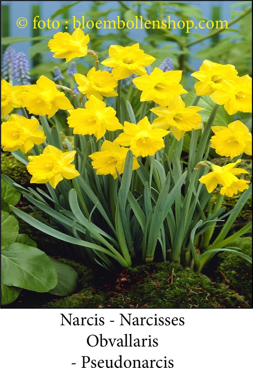 narcis Obvallaris 20 bollen maat 10/12 botanische narcis