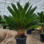 Cycas palm vredespalm van 110 cm. XXL