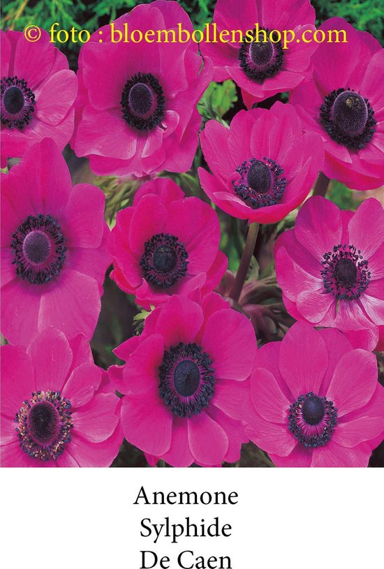 anemone Sylphide 50 bollen maat 8/+