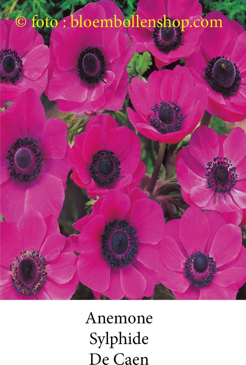 anemone Sylphide 50 bollen maat 8/+