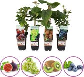 Luxe fruitplanten mix - set van 4 fruitplanten: vijg, witte druif, kiwi, blauwe bosbes - hoogte 50-60 cm