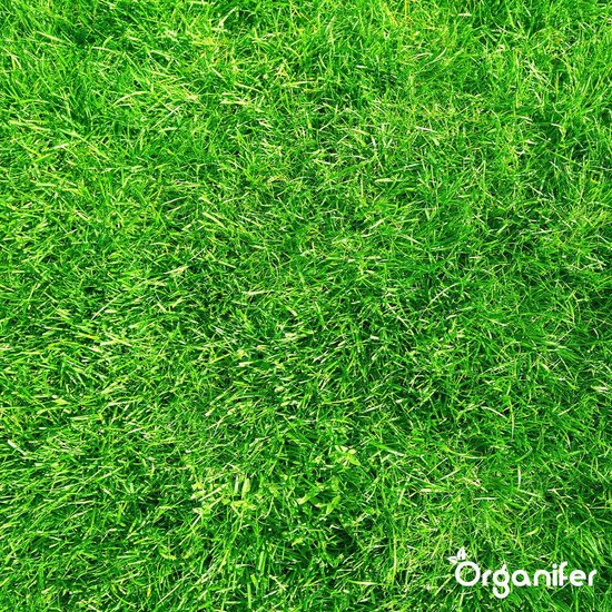 Een close-up van een dicht, diepgroen gazon.