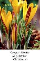 crocus - krokus Angustifolius 50 bollen maat 6/+