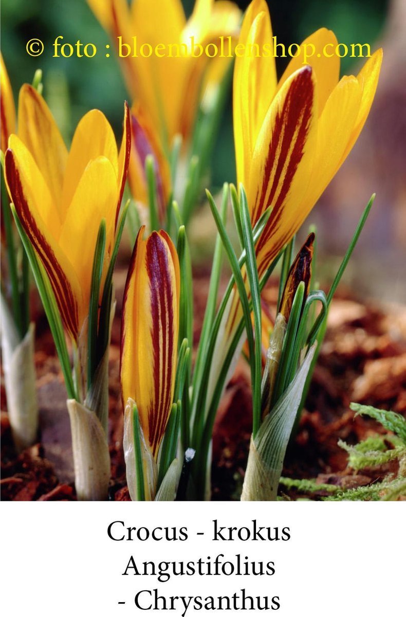 crocus - krokus Angustifolius 50 bollen maat 6/+