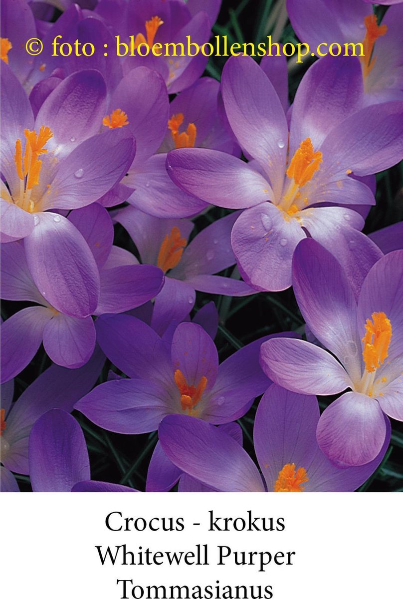 crocus - krokus Whitewell Purper 50 bollen maat 6/+ bloembollen