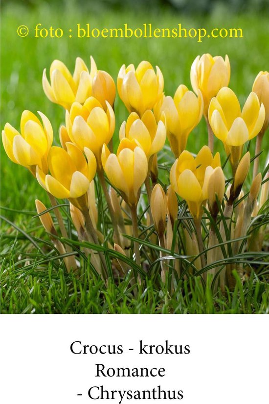 Een groep gele krokusbloemen met groene bladeren en stengels.
