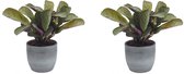 Kamerplanten van Botanicly – 2 × Ctenanthe in grijs keramiek pot 'Bergamo' als set – Hoogte: 20 cm – Ctenanthe Amagris