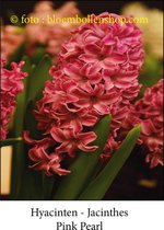 hyacint Pink Pearl 10 bollen maat 17/+