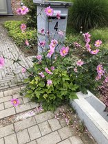 6 x Anemone Hybrida 'Pamina' - Japanse Anemoon pot 9x9 cm