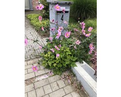 6 x Anemone Hybrida 'Pamina' - Japanse Anemoon pot 9x9 cm