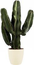 Cactus de Botanicly - Cactus avec pot décoratif couleur crème en set - Hauteur: 80 cm - Euphorbia Eritrea