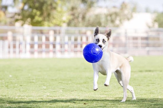 Lichtbruine hond met grote blauwe bal in bek, rent op gras.