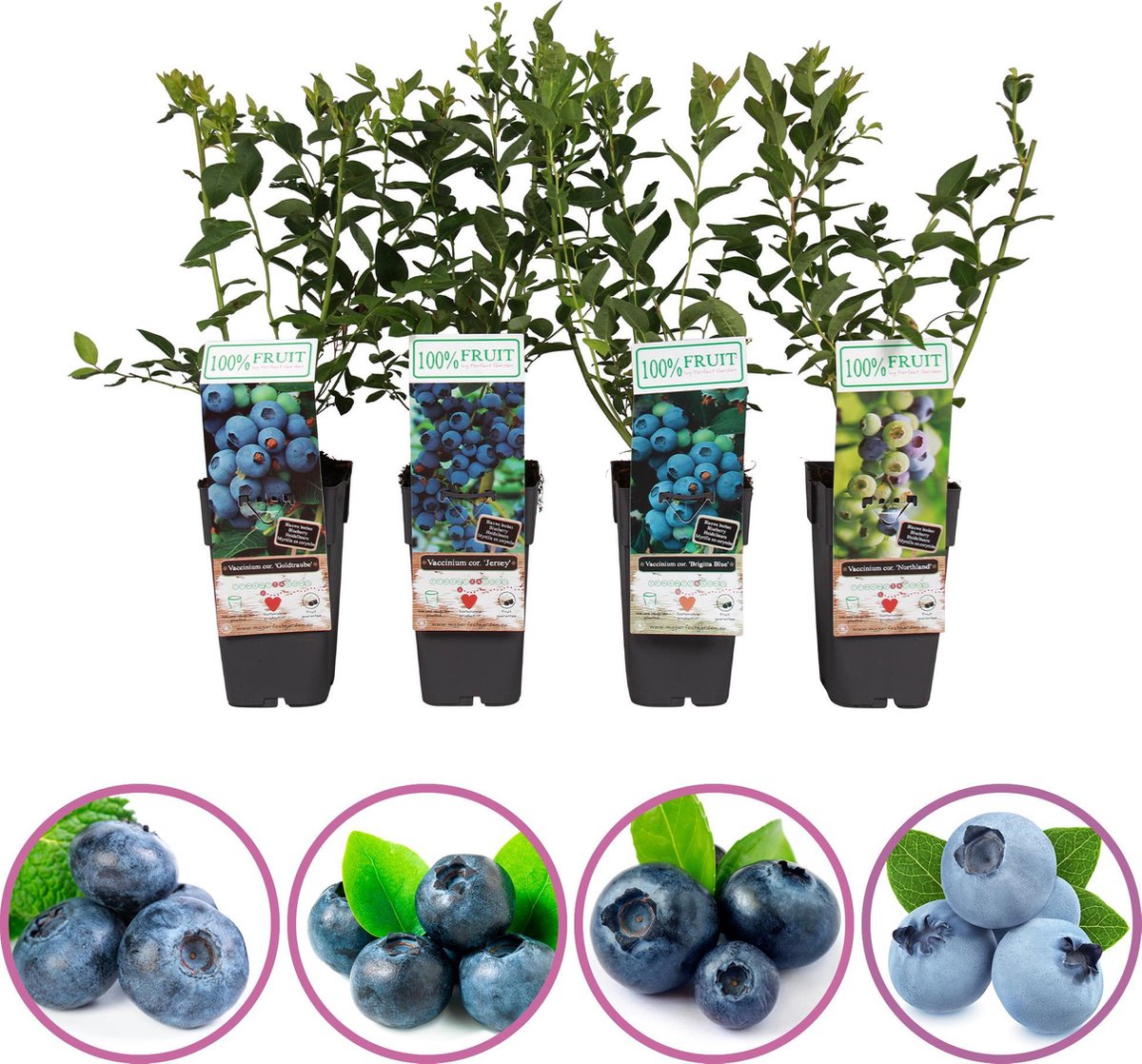Blauwe bessen fruitplanten mix - set van 4 blauwe bosbessen - hoogte 50-60  cm -... | bol.com