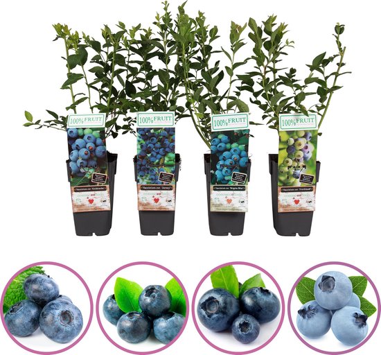 Blauwe bessen fruitplanten mix - set van 4 blauwe bosbessen - hoogte 50-60 cm - zelfbestuivend, winterhard