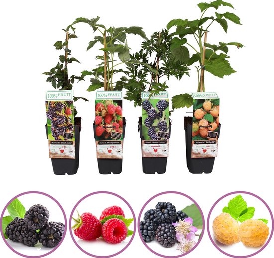 Framboos/bramen fruitplanten mix - set van 2 frambozen en 2 bramen - hoogte 50-60 cm