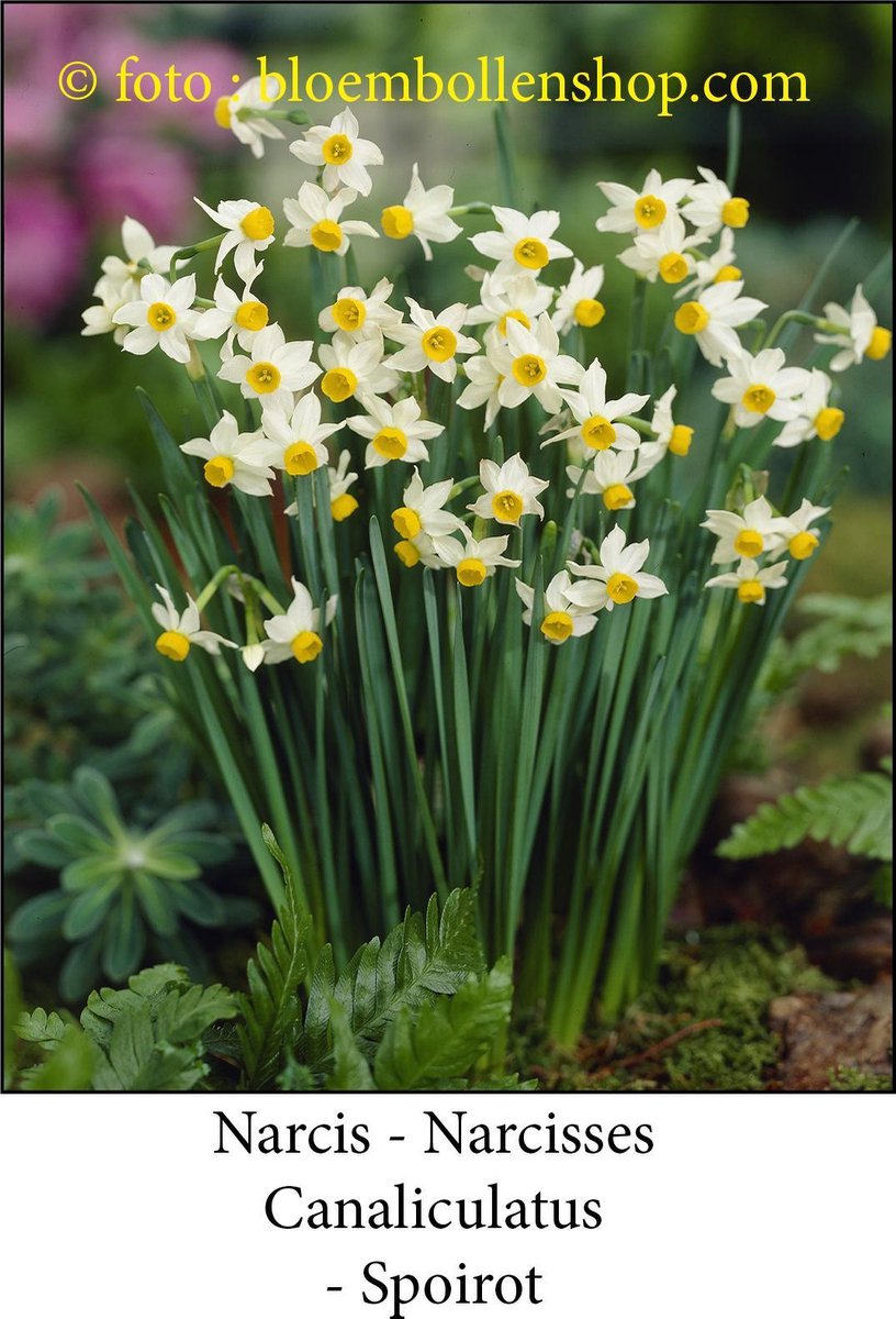 narcis Canaliculatus 30 bollen maat 12/+ botanische narcis